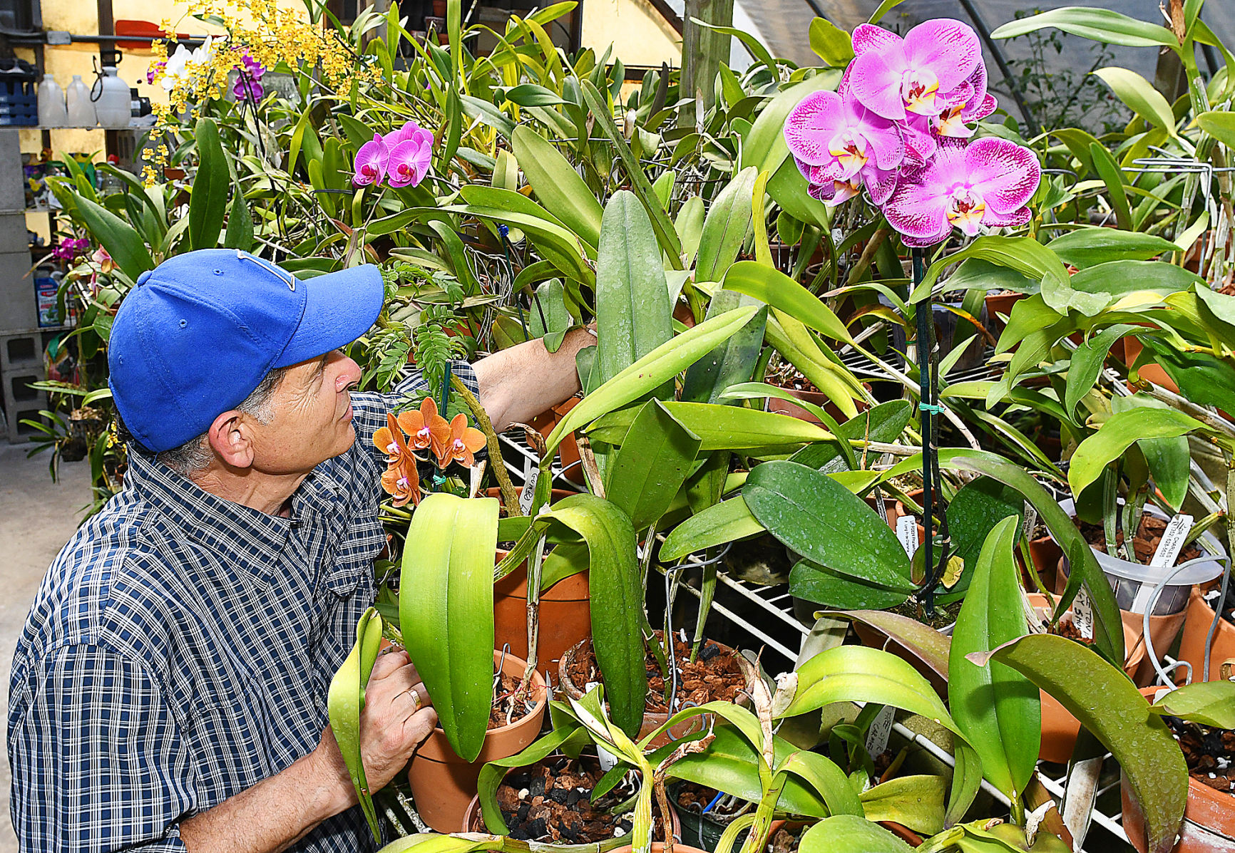 orchid 4.jpg